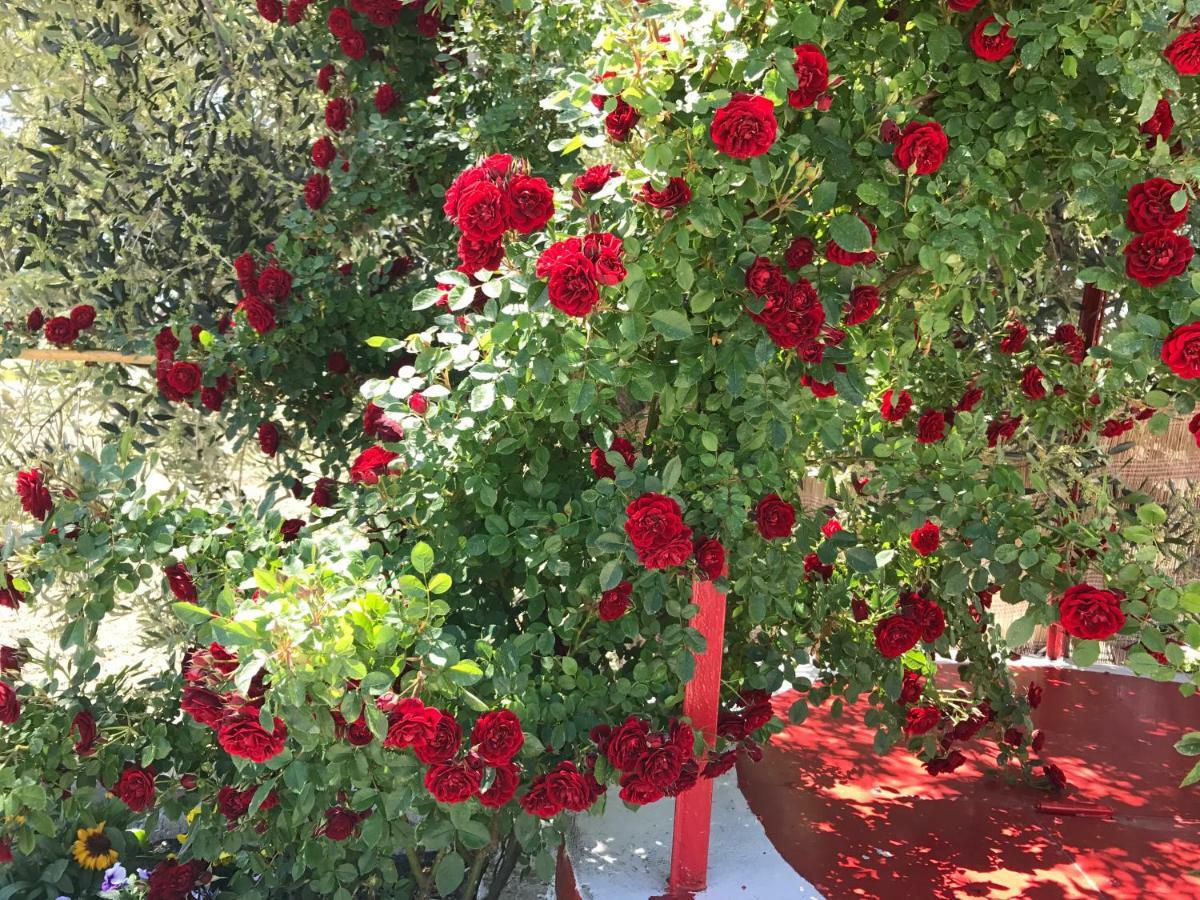 Villa Cenzina Marina Di Pisticci Bagian luar foto